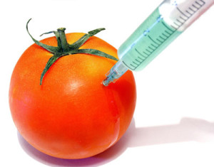 gmo-tomato