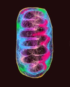 mitochondria neon